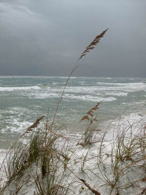 Sea Oats, Sand And Sea, Hur Man Målar, Beach Scenes, White Sand, Ocean Beach, Beach Photos, Ocean Waves, Beach Life