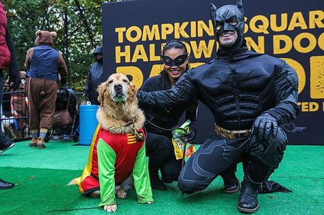 batman, catwoman, and robin pet and owner halloween costumes We have put together a list of our favorite pet and owner Halloween costumes to give you some ideas and ensure that you have a spooktacular Halloween. Trick or Treat! #top5 #topfive #halloween #halloweencostumes #pets #animals Dog And Owner Halloween Costumes, Batman And Robin Costumes, Dog And Owner Costumes, Marvel Halloween Costumes, Batman Dog, Halloween Safety Tips, Pet And Owner, Tips For Dogs, Handmade Halloween Costumes