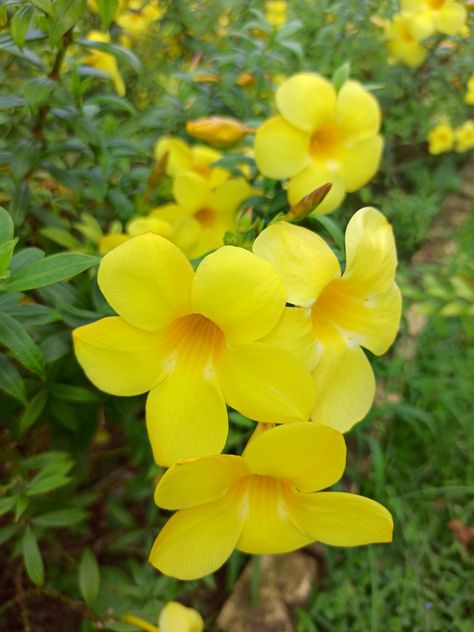 Alamanda Flower, Yellow Bell Flowers, Ornamental Shrubs, Trumpet Vine, Corn Plant, Indian Home Design, Scientific Name, Flower Yellow, Flowers Gif