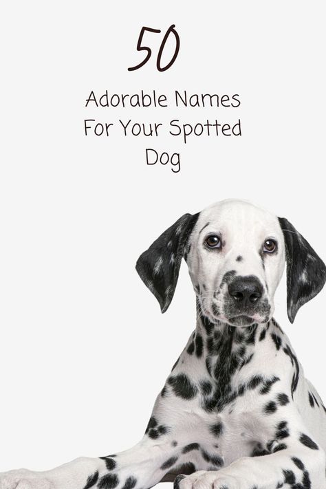 Is your new pup as unique as a 'Mochi' or as playful as 'Bubbles'? 🌟 

Explore our list of 50 delightful names for spotted dogs and find the perfect match for your four-legged friend's personality Dalmatian Name Ideas, Unique Dog Names, Boy Dog Names, Nature Names, Girl Dog Names, Female Dog Names, Spotty Dog, Cute Names For Dogs, Spotted Dog