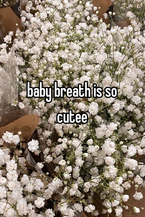 its sooo cute and pretty <33 || #baby_breath #whisper Baby Breaths Flower, Baby's Breath Aesthetic, Babies Breath Flowers, Baby Breath Flower, Pretty Flowers Pictures, Babies Breath, Boquette Flowers, Baby Breath, Nothing But Flowers