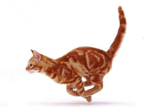 running tabby #cat #cat #poses Cat Pouncing, Cat Running, Cat Poses, Animal Movement, Warrior Cats Books, Cat Anatomy, Cat Run, Wild Animals Pictures, Cute Animal Memes