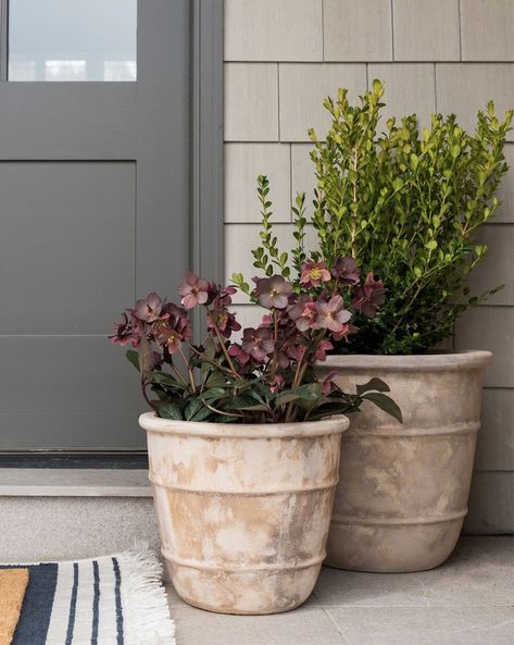 The Sunday 7 - Studio McGee Front Door Planters, Door Planter, Front Steps, Terracotta Planter, Front Porch Decorating, Diy Landscaping, Outdoor Planters, Raised Garden Beds, Raised Garden