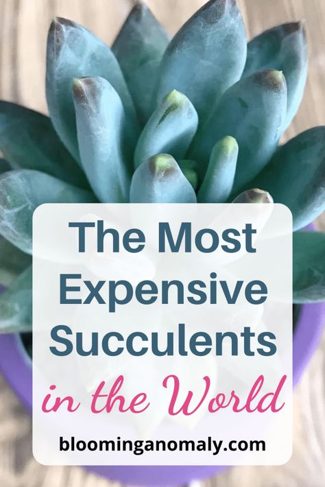 The Most Expensive Succulents in the World Rare Succulent Plants, Rare Cactus And Succulents, Succulent Garden Design Indoor, Variegated Succulents, Dessert Landscape, Dessert Landscaping, Succulent Names, Types Of Succulents Plants, Urban Gardens