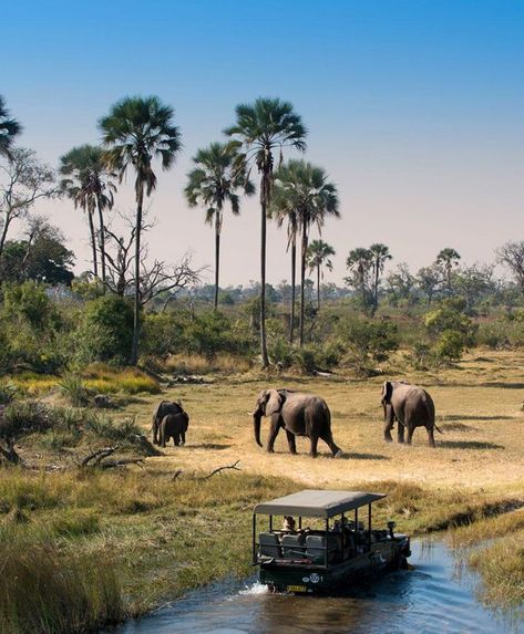 A luxury wildlife safari tour Tanzania is the most magical choice for everyone who always wants to visit some peaceful places. Nothing is indeed more beautiful than the vibe and essence of nature. Therefore, it is always the best choice to plan your trip to some beautiful places that have the vibe and essence of nature. Nowadays, everyone looks for the best budget Tanzania safari packages, especially if they want to enjoy some flawless luxury wildlife safaris without chaos or trouble. Luxury African Safari, Chobe National Park, Tanzania Travel, Tanzania Safari, Luxury Safari, Wildlife Safari, Africa Safari, Safari Tour, African Safari