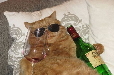 18 Friday Struggles As Told By Cats Happy Birthday Boss Lady, Drunk Cat, Meme Chat, Gatos Cool, Happy Birthday Meme, Image Chat, Funny Happy Birthday, Wearing Sunglasses, Birthday Meme