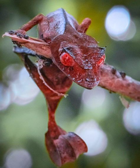 Leaf Tailed Gecko, Satanic Leaf Tailed Gecko, Badass Pictures, Cute Lizard, Amazing Animal Pictures, Animal Reference, Dirty Memes, Feral Cats, Reptiles And Amphibians