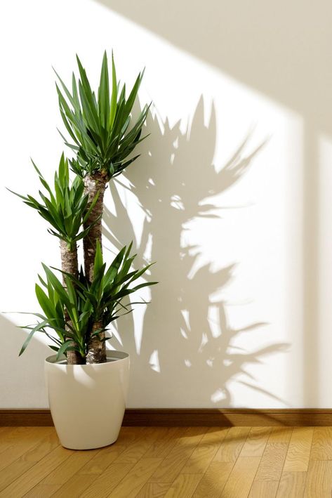 The recipe for a happy yucca is easy: Sun, sun, and more sun. Water sparingly and plant in a deep container to prevent the top-heavy woody stems from toppling over. Best Indoor Trees, Easy House Plants, نباتات منزلية, Yucca Plant, Living Room Plants, Indoor Trees, Inside Plants, Bathroom Plants, Plant Decor Indoor