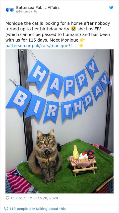 Cats Home, Party World, Cat Birthday Party, Cat S, Dream Gift, Belated Birthday, Cat Birthday, Cat Shelter, Forever Home