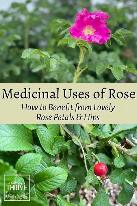 Rose Benefits, Rose Tincture Benefits, Rose Petal Benefits, Rose Hip Oil Benefits, How To Use Rose Petals In Witchcraft, Benefits Of Rose Oil, Rose Oil Benefits, Rose Hips Benefits, Rose Petals Magical Properties