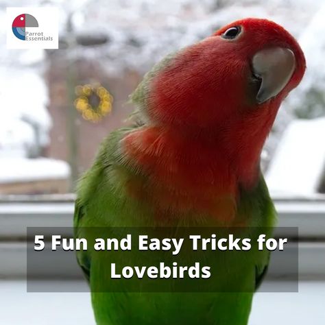 Did you know that just like bigger parrots, lovebirds can also learn a trick or two? Teaching tricks for lovebirds is a good enrichment exercise, and it is also great for bonding with your bird. Here are some of our personal favourite fun and easy tricks for lovebird: https://blog.parrotessentials.co.uk/5-fun-and-easy-tricks-for-lovebirds/ #parrotessentials #parrots #parrottrivia #parrotfacts #parrottips #parrotshop #parrottoys #parrotfood #parrottreats #parrotcages #parrotcaretip Bird Tricks, Lovebirds Cage Ideas, Diy Bird Toys Lovebird, Parrot Toys Homemade, Lorikeet Enrichment, Parrot Foraging Toys Diy, Love Birds Pet, Toys For Budgies, Parrot Training