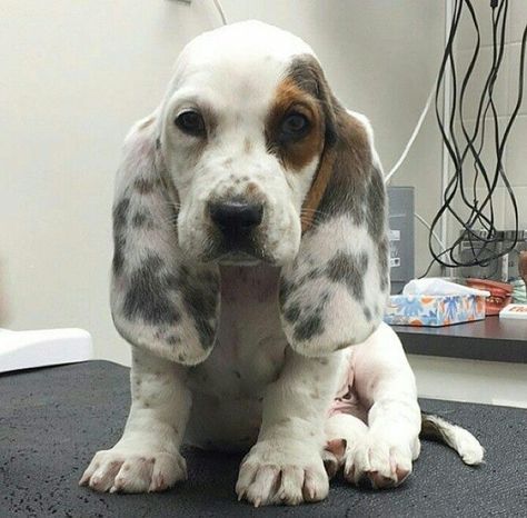 Puppies Images, Basset Puppies, Animals Tattoo, Tattoo Nature, Hound Dogs, Basset Hound Puppy, Hound Puppies, Basset Hound Dog, Basset Hounds