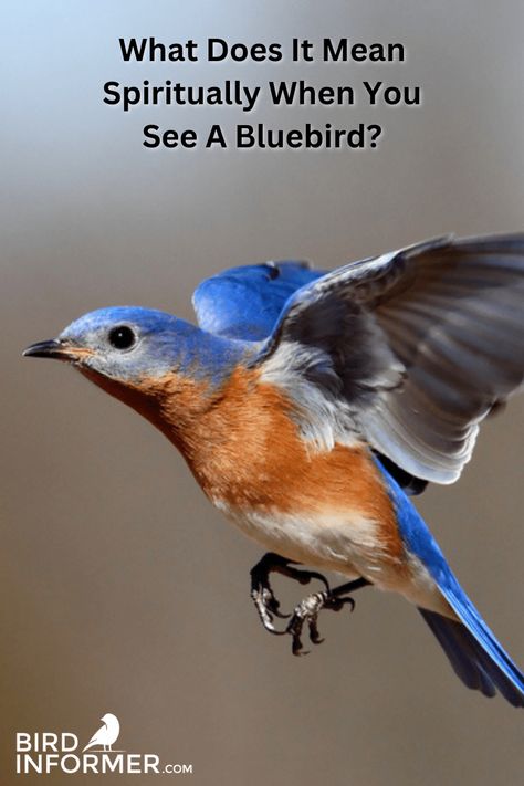 What Does It Mean Spiritually When You See A Bluebird? Bluebirds Symbolize Feelings Of Joy And Hope. They Signify Love And Renewal.#BirdInformer #Bluebird via @birdinformer Blue Bird Spiritual Meaning, Blue Bird Meaning, Bluebird Meaning, Bluebird Quotes, Bluebird Tattoo Meaning, Bluebird Symbolism, Blue Bird Tattoos For Women, Bird Signs, Blue Bird Tattoo