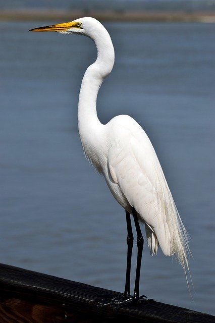 Free Image on Pixabay - Bird, Heron, Egret, Wildlife, Water Tiger Wall Decor, Crane Embroidery, Great White Egret, Egret White, Florida Birds, Heron Art, Bird Facts, Coastal Birds, Shore Birds