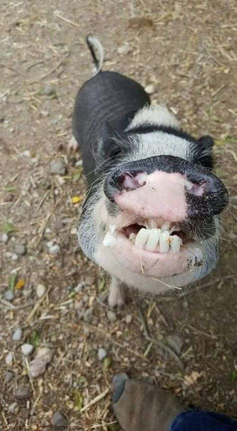 Goofy Expressions, Eyes Animal, Micro Pigs, Pig Pictures, Cute Piglets, Funny Pigs, Mini Pigs, Happy Faces, Cute Piggies