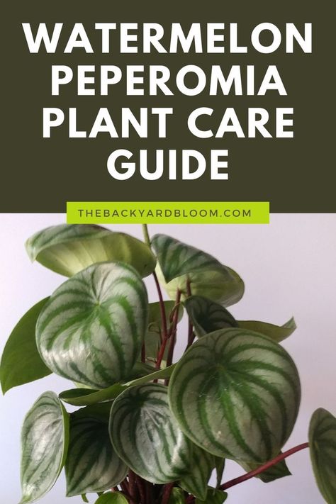 Watermelon Peperomia Plant Care Guide Peperomia Plant Care, Watermelon Leaves, Indoor Plant Care Guide, Watermelon Peperomia, How To Grow Watermelon, Watermelon Plant, Plant Care Guide, Easy Care Houseplants, Peperomia Plant