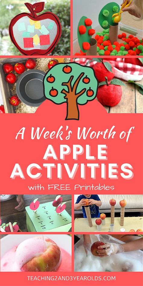 Put together a week’s worth of apple learning activities with these fun ideas for toddlers and preschoolers. Free printables included! #apples #fall #autumn #homeschool #classroom #learning #activities #toddlers #preschool #2yearolds #3yearolds #teaching2and3yearolds Apple Lesson Plans, Apple Theme Activities, Preschool Apple Activities, Preschool Apple Theme, September Preschool, Apple Lessons, Preschool Fall, Apple Preschool, Apple Unit