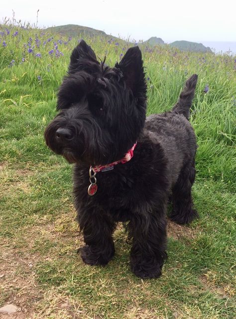 Black Westie? Scotty with Westie cut? Cute Scottie Puppies, Scottish Terrier Puppy, Scottie Terrier, Westie Puppies, Cairn Terriers, Scottish Terriers, Westie Dogs, Australian Shepherds, Cairn Terrier