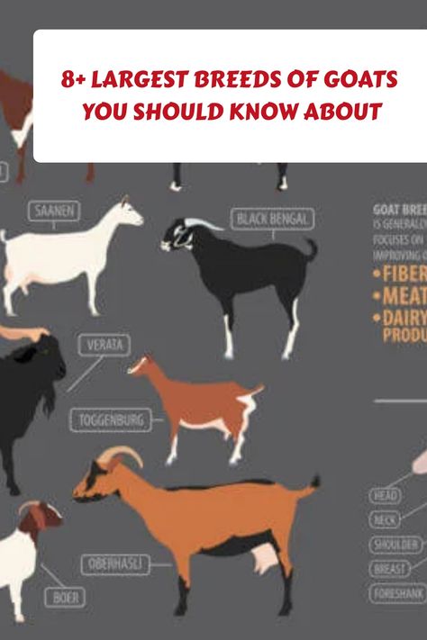 Discover the four largest breeds of goats, and learn how they can benefit your farm. Get started now and see why they’re so popular with experienced farmers! Meat Goats Breeds, Goat Breeds Chart, Goat Breeding, Pig Raising, Anglo Nubian Goats, Kiko Goats, Types Of Goats, Goat Breeds, Alpine Goats