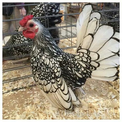 Silver laced Sebright...never Thot a chix could be beautiful! Sebright Chicken, Rooster Breeds, Chicken Images, Eggs For Sale, Hatching Eggs, Chicken Breeds, Hens And Chicks, Silver Lace, Pet Chickens