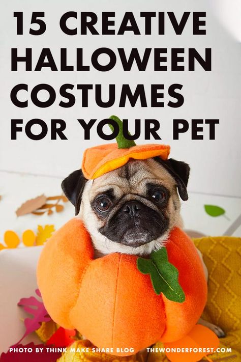 15 Creative Halloween Costumes For Your Pets - Wonder Forest Halloween Costumes For Pets, Costumes For Pets, Diy Pet Costumes, Cupcake Costume, Most Creative Halloween Costumes, Gnome Costume, Wonder Forest, Funny Characters, Classic Halloween Costumes