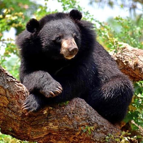 Himalayan Black Bear (Ursus thibetanus laniger) / Ours noir de l'Himalaya Black Bear, Himalayan, Reptiles, Animals, Black, Art