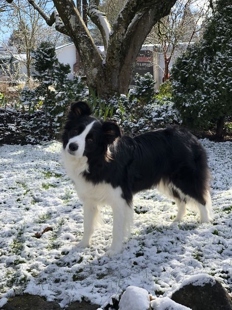 Clever Dog, Border Collie Puppies, Farm Dogs, Border Collie Dog, Border Collies, Collie Dog, Silly Animals, Baby Dogs, Australian Shepherd