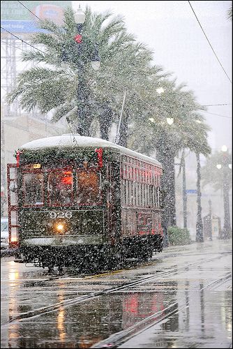 sNOLA | An unexpected snowfall in New Orleans, La., blanketed Canal Street's palm trees and streetcars on Dec. 11, 2008 | Flickr - Photo Sharing! Winter Schnee, I Love Winter, Winter Magic, Winter Beauty, Snow Scenes, Winter Wonder, Baby Cold, Winter Scenes, Winter Time