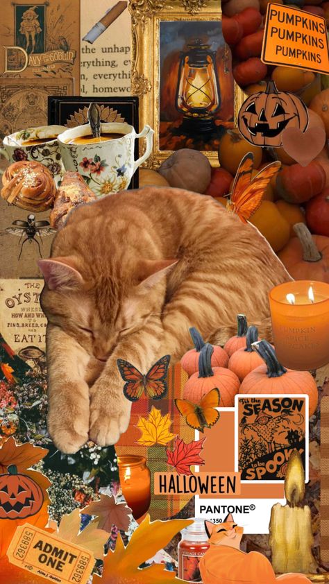 Orange Cat Background, Fall Cat Wallpaper, Halloween Cozy, Cats Anime, Wallpaper Gatos, Fall Cat, Kitty Funny, Halloween Kitty, Fall Cats