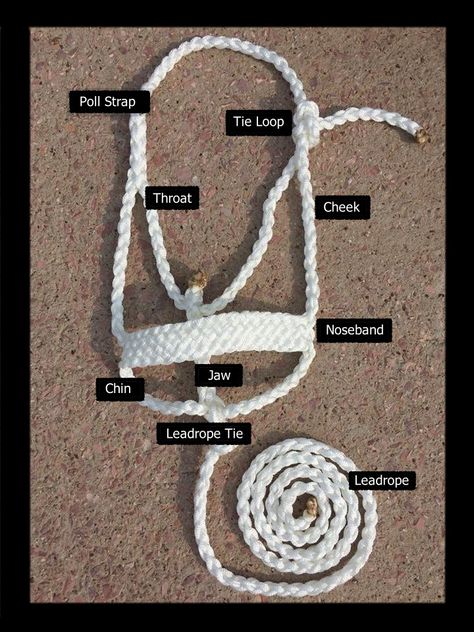 Macrame Halter Horse, Paracord Halter Diy Horse Tack, How To Make A Horse Halter, Diy Mule Tape Halter, Diy Horse Halter, Homestead Horses, Diy Horse Tack, Paracord Reins, Mule Tape Halter