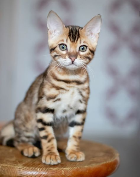 Bengal Cat Breeders in Hyderabad Bengal Cat Kitten, Bengal Kittens For Sale, Bengal Kittens, Beagle Puppies, House Cats, Bengal Kitten, Kittens For Sale, Cat Breeder, Bengal Cats