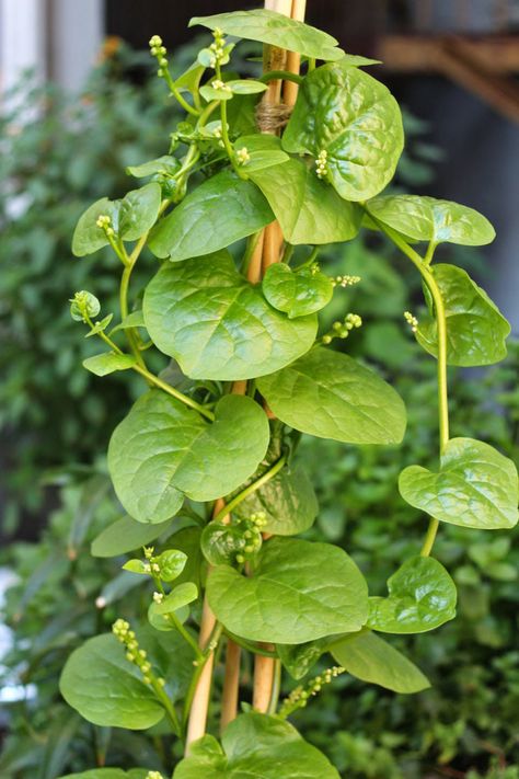 Companion Plants: 14 Vegetables Pretty Enough for the Flower Borders Companion Planting Layout, Planting Layout, Companion Planting Chart, Malabar Spinach, Companion Planting Vegetables, Balcony Gardening, Planting Pots, Herbal Plants, Thistle Flower