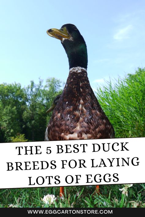 In this article, we’ll explore the top 5 duck breeds known for their remarkable egg-laying abilities. Welsh Harlequin Duck, Duck Enclosure, Khaki Campbell Ducks, Best Egg Recipes, Duck Breeds, Raising Ducks, Runner Ducks, Egg Packaging, Duck And Ducklings