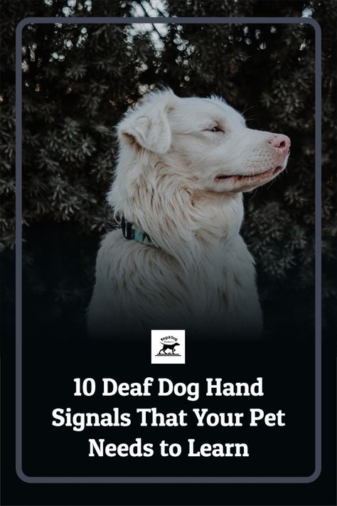 Do you know the different deaf dog hand signals? Imagine having a deaf dog or a deaf puppy that doesn’t respond to any outside noise, yet can respond to affection and play with you the same way as any house dog. Deaf Puppy Training, Dog Sign Language Hand Signals, Sign Language For Deaf Dogs, Deaf Dog Training Hand Signals, Dog Sign Language, Deaf Dog Training, Deaf Puppy, Dog Training Hand Signals, Dog Hand Signals