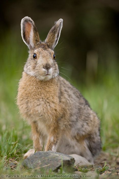 Snowshoe hare in summer phase, Denali National Park, Interior, Alaska. Hare Images, Wild Rabbits, Snowshoe Hare, Alaska Photos, Wild Hare, Summer Coat, Wild Rabbit, Boreal Forest, Summer Coats