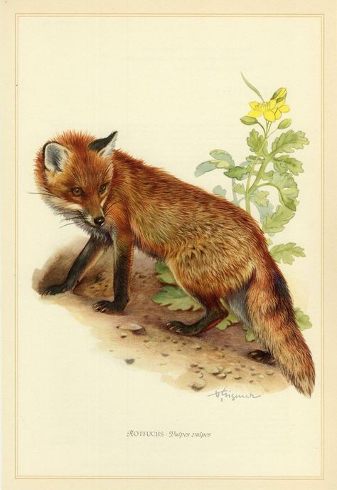 Fox Drawing, Simple Poster, Wildlife Prints, Pet Fox, Fox Print, Wildlife Animals, Zoology, Poster Vintage, Red Fox