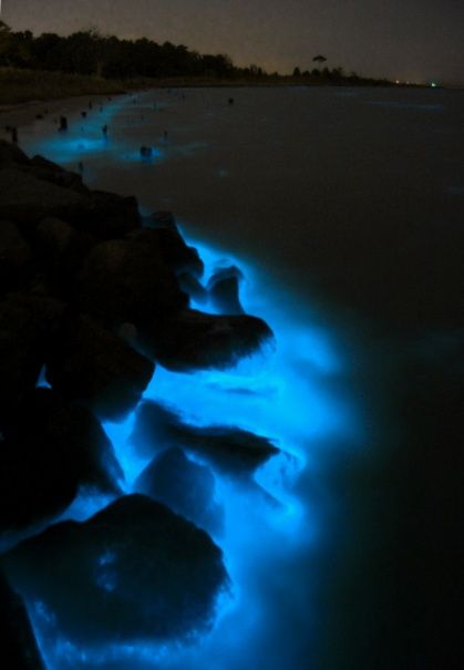 glowing algae in Puerto Rico Bio Luminescence Puerto Rico, Bioluminescent Bay Puerto Rico, Bioluminescent Puerto Rico, Glowing Algae Beach, Glowing Algae, Bioluminescent Algae, Sea Sparkle, Blue Algae, Glow Worm