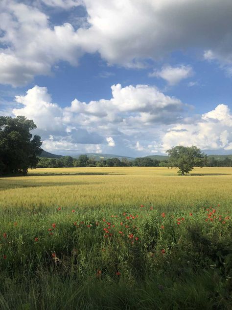 Open Field, Classic Casual, Provence, Blue Sky, Farmhouse, Trees, Flowers, Blue