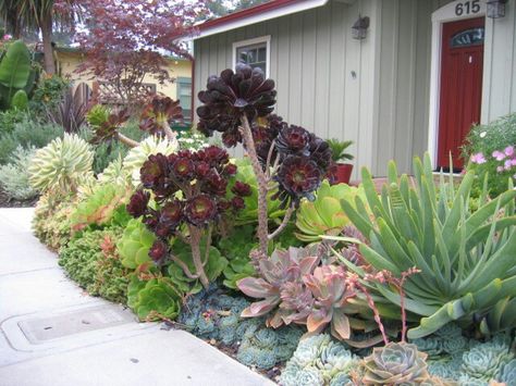 Huge Succulents, Tall Succulents, Succulent Landscape, Succulent Ideas, Succulent Landscape Design, Flowering Succulents, Drought Tolerant Garden, Purple Succulents, Succulent Garden Design