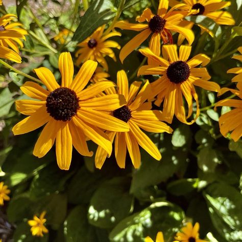 Black eye Susan’s #Freshness #CloseUp #FlowerHead #Growth #Outdoors #Petal #Nature #Plant #Yellow #Flower Black Eye Susan, Collective Consciousness, Story Teller, Moment In Time, Black Eyed Susan, Now Is The Time, Yellow Flower, This Moment, Consciousness