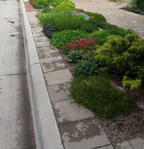 Sidewalk Landscaping, Low Maintenance Landscaping Front Yard, Board Layout, Cheap Landscaping Ideas, Grasses Landscaping, Easy Landscaping, Low Maintenance Landscaping, Landscaping Tips, Front Yard Landscaping Design