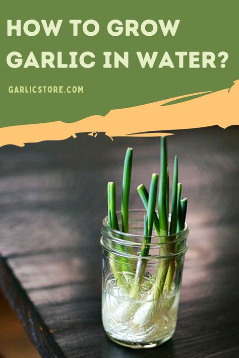 how-to-grow-garlic-in-water Growing Garlic Indoors From Clove, Grow Garlic In Water, Growing Garlic From Cloves, Garlic Greens, Preserving Garlic, Grow Garlic Indoors, Harvest Garlic, Garlic Sprouts, Homemade Clay Recipe