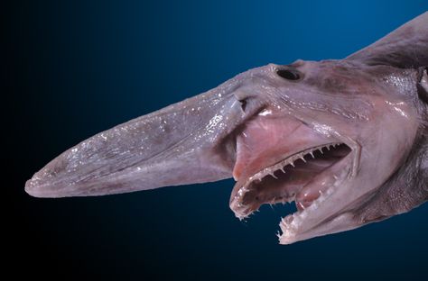 Rare goblin shark was caught accidentally off the coast of Australia. It's one scary looking fish. Weird Sharks, Deep Sea Sharks, Frilled Shark, Goblin Shark, Ugly Animals, Creature Marine, Shark Facts, Living Fossil, Cut Animals