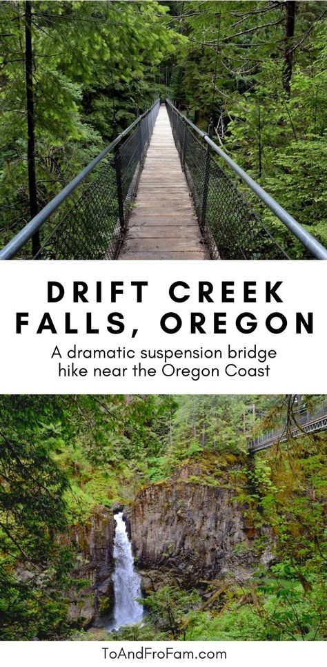 Oregon Hiking Trails, Oregon Coast Hikes, Oregon Coast Roadtrip, Pnw Adventures, Old Growth Forest, Oregon Trip, Oregon Life, Explore Oregon, Oregon Hikes