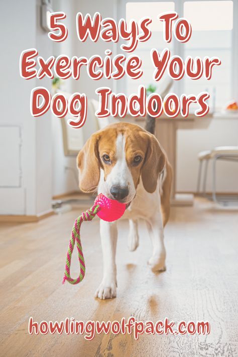 If you live in an area of extreme weather or have an injury that is preventing you from getting outside, then exercising your dog may be a challenge. But with a little creativity, you can find plenty of fun ways to exercise your dog indoors! Here are five ideas for getting some extra steps in with your dog. Dog Exercise Ideas, Fun Ways To Exercise, Walk Challenge, Ways To Exercise, Dog Brand, Getting Outside, Dog Exercise, Dog Walk, Dog Branding