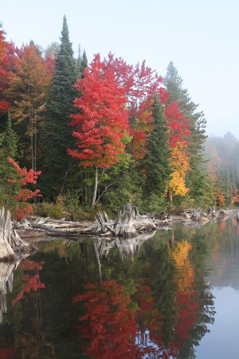 Fall colours in Algonquin Provincial Park. Canadian Forest Aesthetic, Canadian Autumn, Algonquin Provincial Park, Park Wallpaper, Canada Landscape, Canadian Forest, Ontario Parks, Forest Falls, Reflection Photos