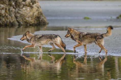 Meet the Rare Sea Wolves With Two Paws in the Ocean and Two Paws on Land Canine Odyssey, Paul Nicklen, Silly Puppies, Canine Reference, Sea Wolves, Wolf Poses, National Geographic Photographers, Wolf Photography, Wolf Photos