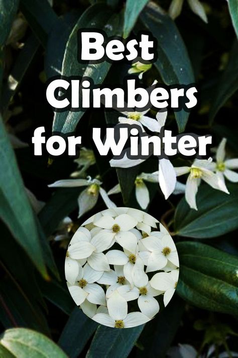 Delicate, scented, blooms as well as vibrant, evergreen foliage are just some of the delights climbers can offer in winter. Here I list and summarise 8 of the best climbing plants that look the best during the colder winter months. Classic Everyday Hypoallergenic Ear Climbers, Climbers For North Facing Wall, Evergreen Climbers Uk, Climbers For Shade, Evergreen Climbing Plants, Clematis Snow Queen, Evergreen Climbers, Mount Everest Climbers, Climber Plants