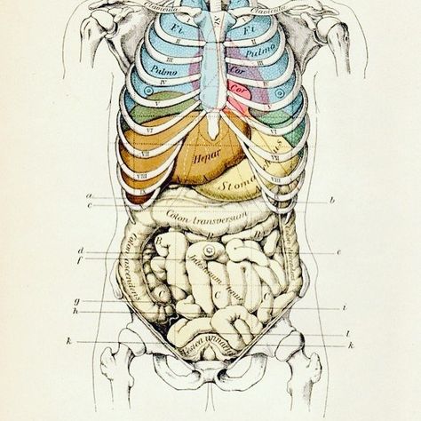 Illustration. Human rib cage over lungs, heart, other lower intestine. Human Organ Diagram, Intestines Anatomy, Human Ribs, Human Rib Cage, Medical Drawings, Heart Lungs, Human Organs, Human Organ, Medical Wallpaper