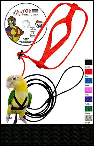 Bird Harness, Parrot Flying, Pet Parrot, Training Design, The Aviator, Parrot Toys, Kinds Of Birds, African Grey, Bird Supplies